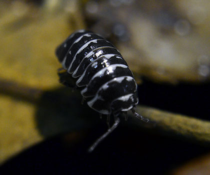  Armadillidium maculatum. Зебровый изопод.