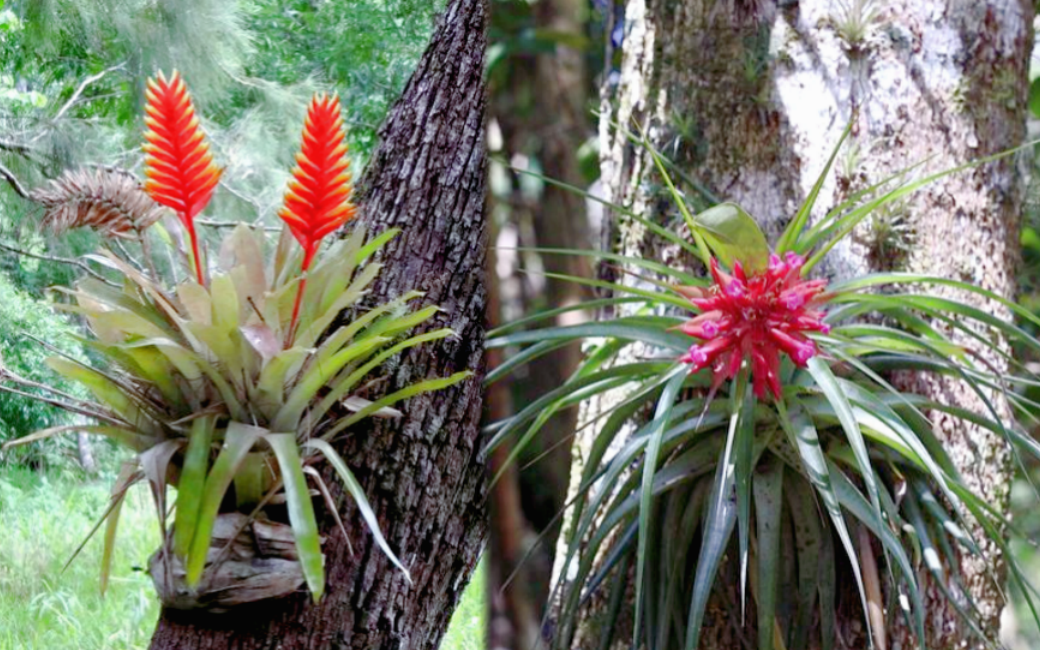 Так выглядит вытеснение бромелиевыми деревьев.