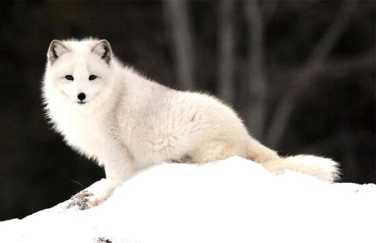 Фото: Яндекс картинки