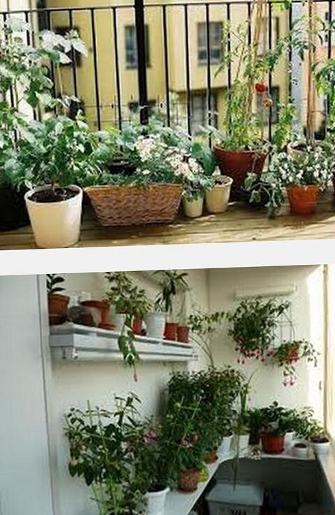 озеленение балкона и лоджии