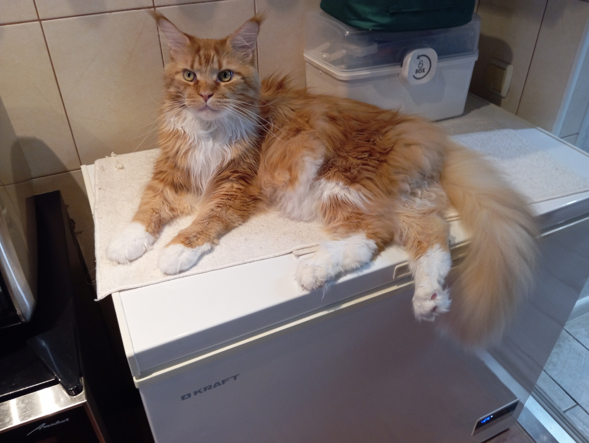 Мейн кун Степа.