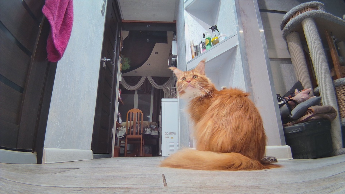 Мейн кун Степа.