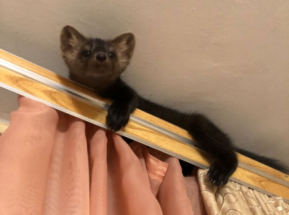 Куница.Яндекс картинки