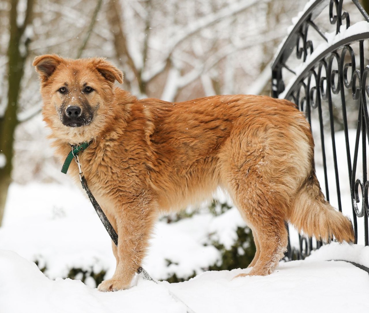 Привет! Я оливьешка-девочка, меня зовут Оливия