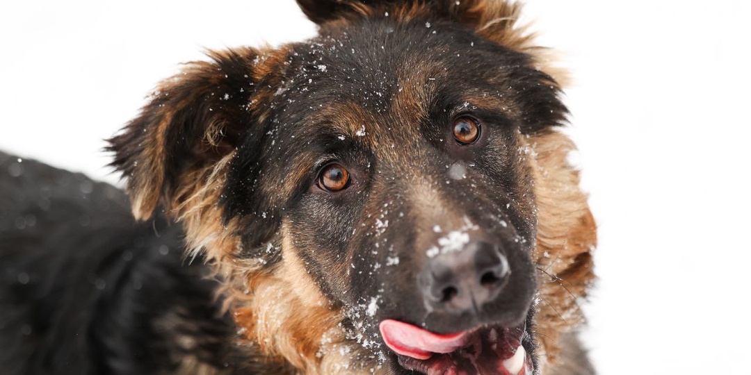 Первого января в районном чате появились фото двух щенков-подростков. Оказалось, подкинули в лес