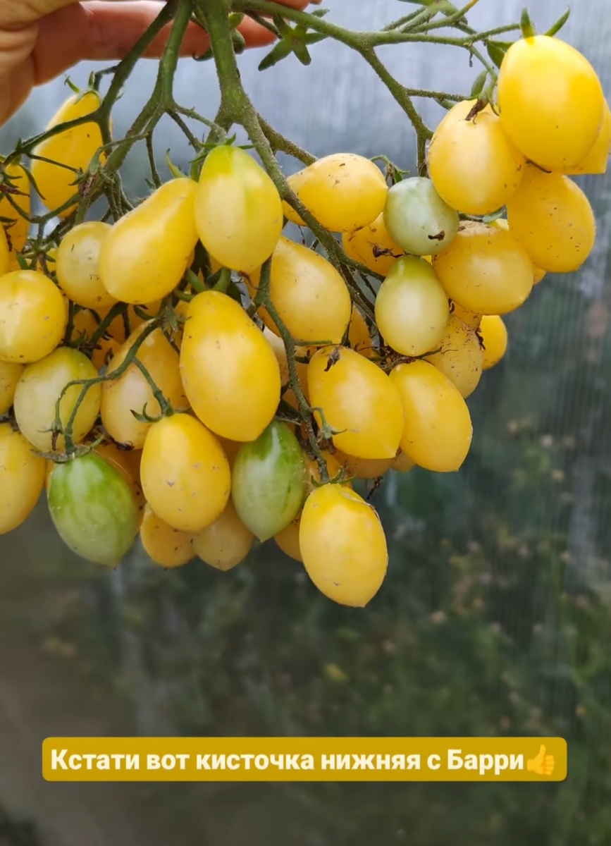 Вот такую красоту я увидела у одной девушки, которая занимается семенами, и естессстна мне стало надо ))))