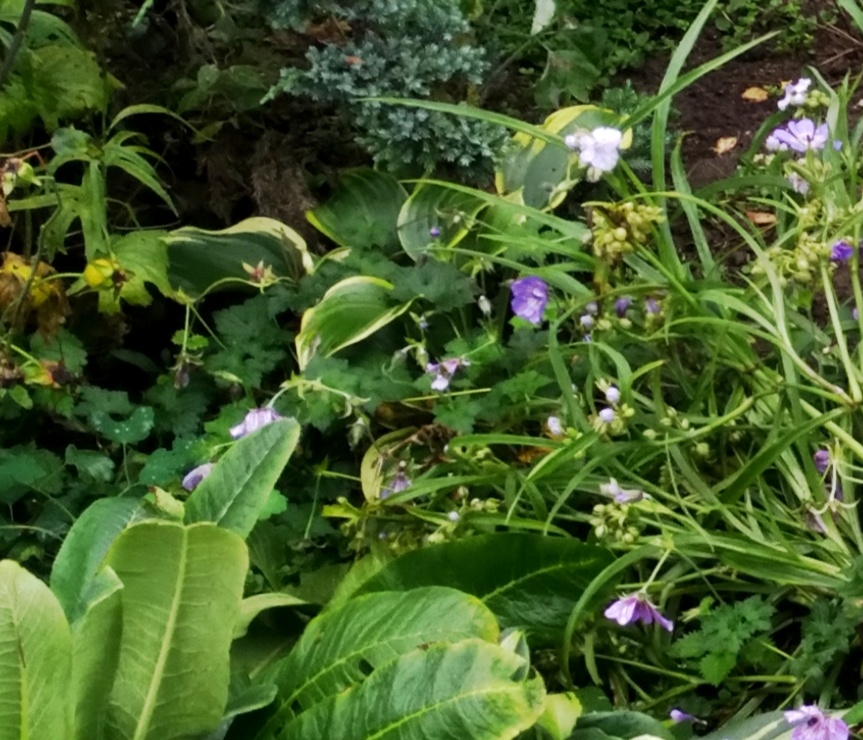 маленькая Либерти 1й год - пока растем