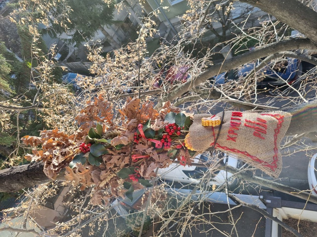 Бадняк на дереве