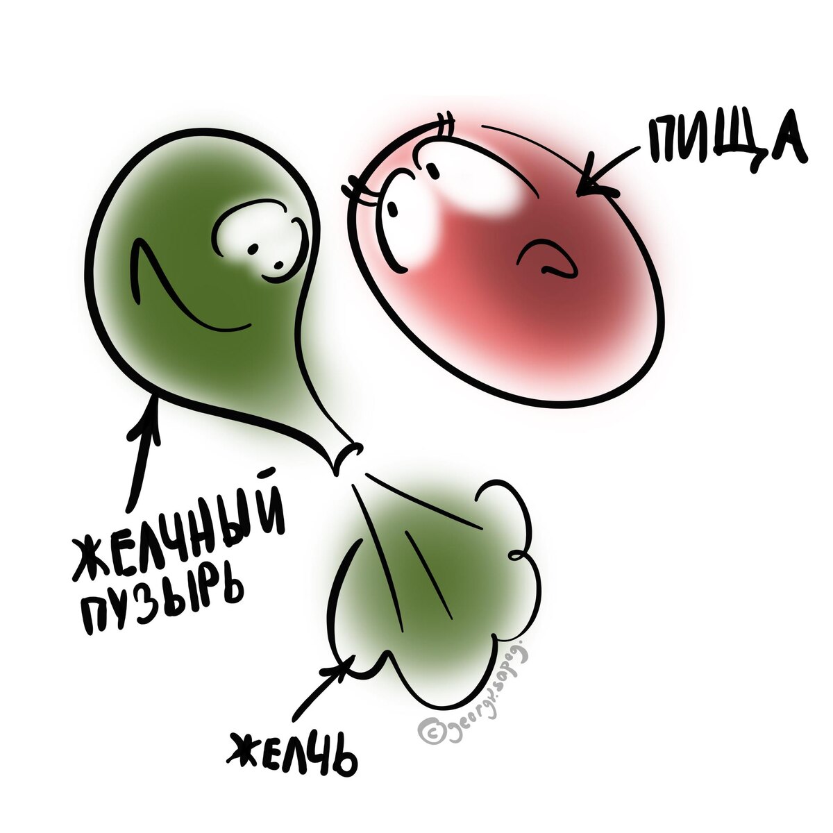 Пища и желчь