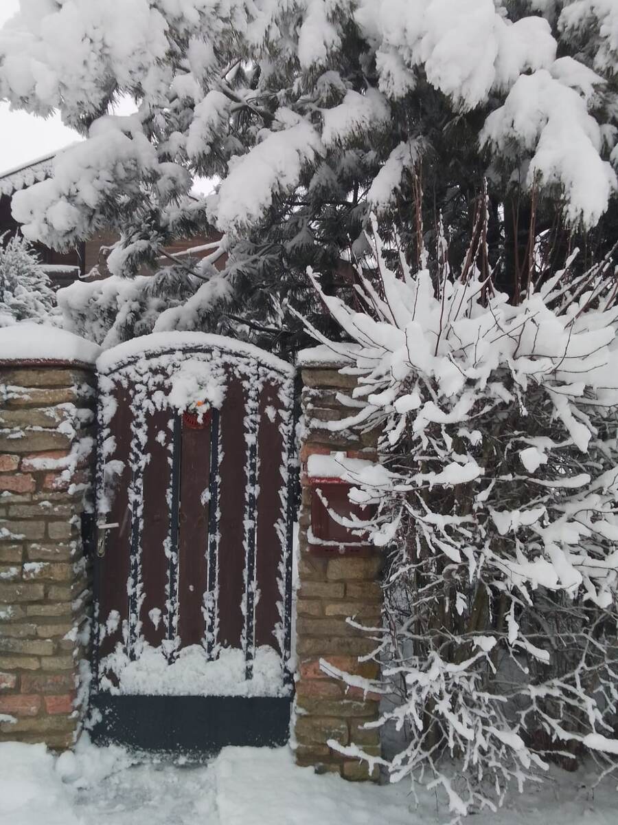 Кедры в снегу.  Фото Марской С. А.