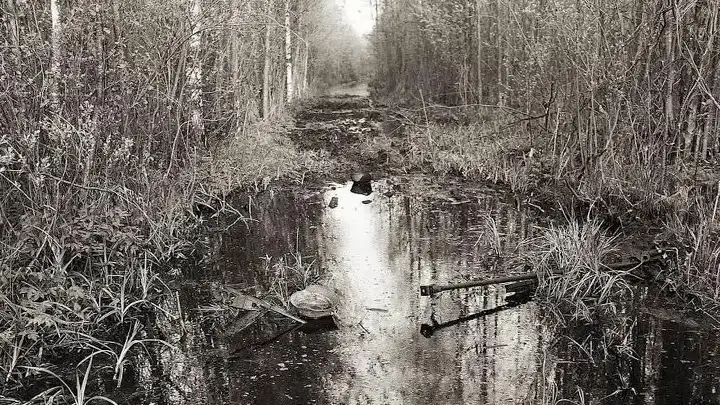 Просека в Мясном Бору - даже летом здесь невесело
