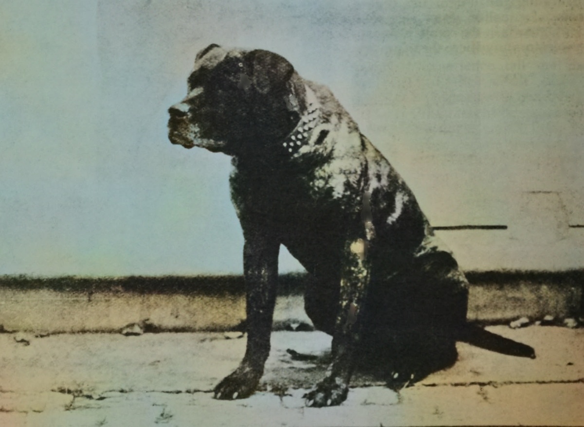 Знаменитый Thorneywood Terror