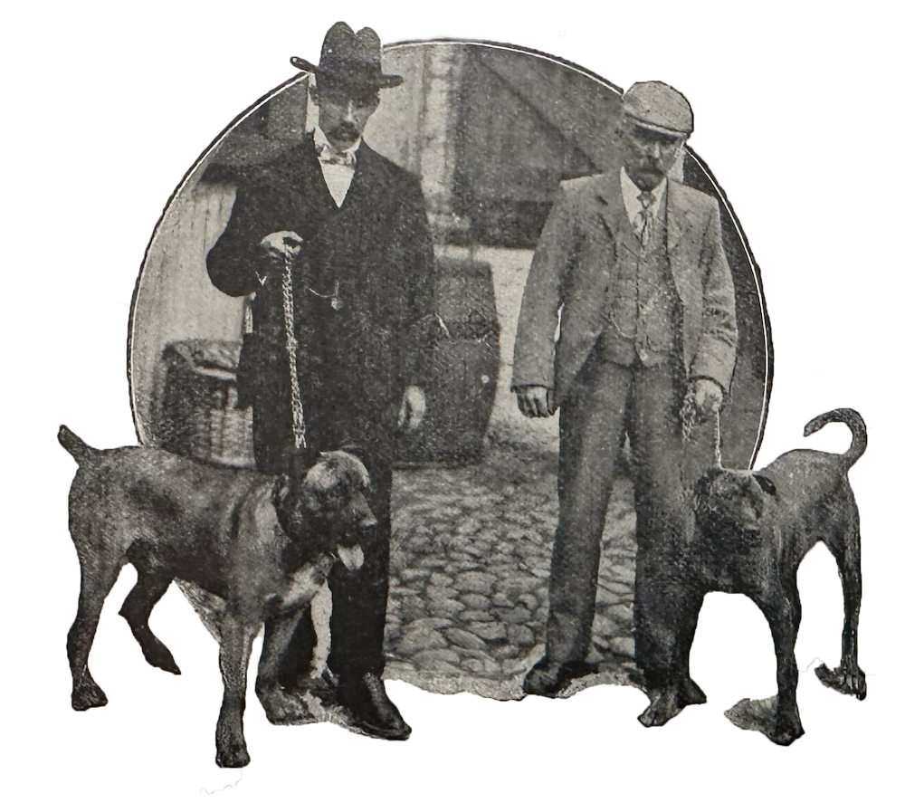 Два тренируемых мистером Бертоном ночных буль-мастифа. 1900 г. 