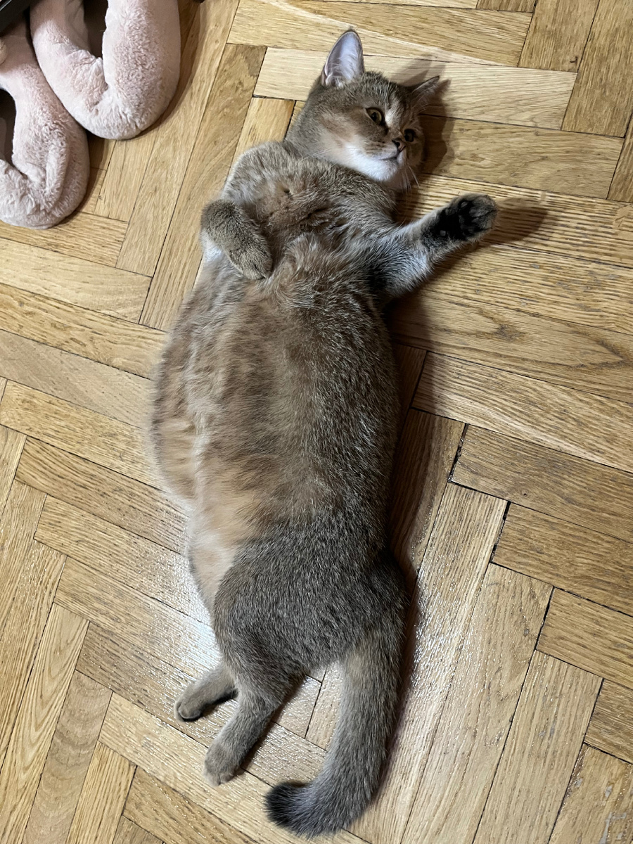 Беременность сложное бремя, надо много отдыхать 🦭