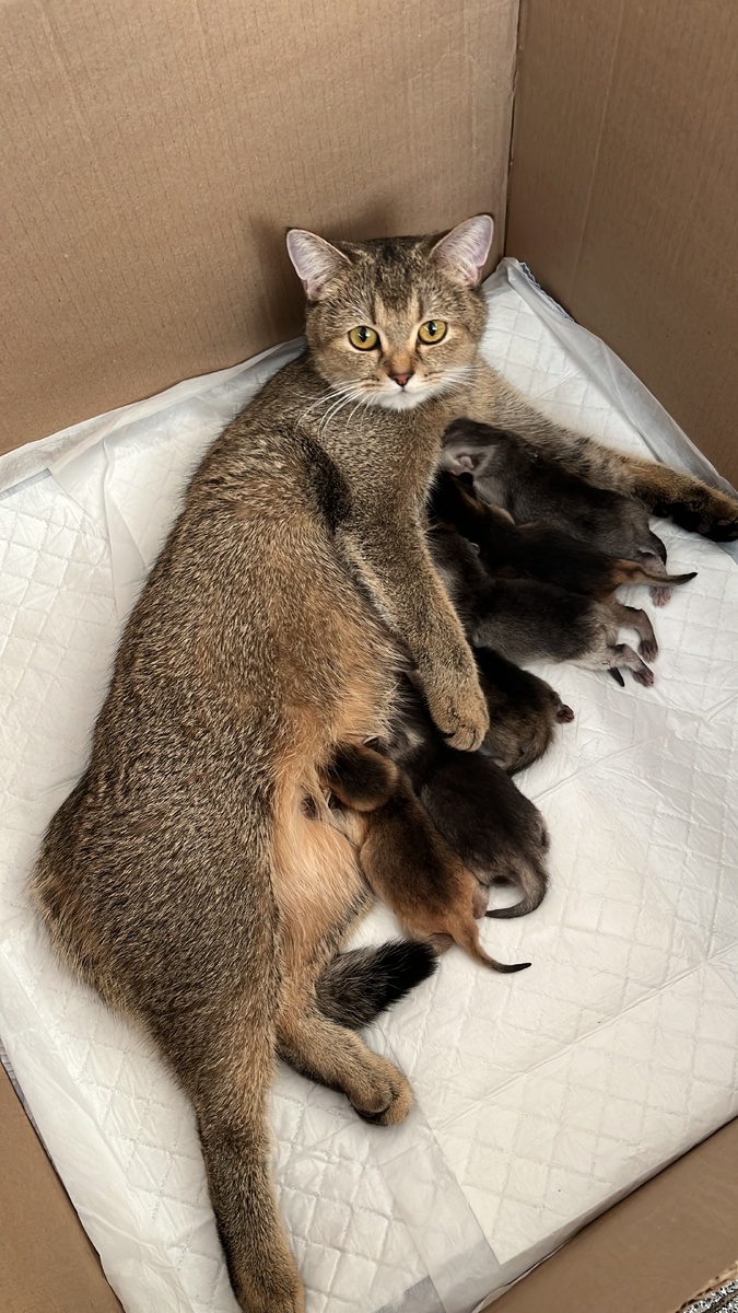 Вечером 8 января 2025 года Плюша стала мамой!