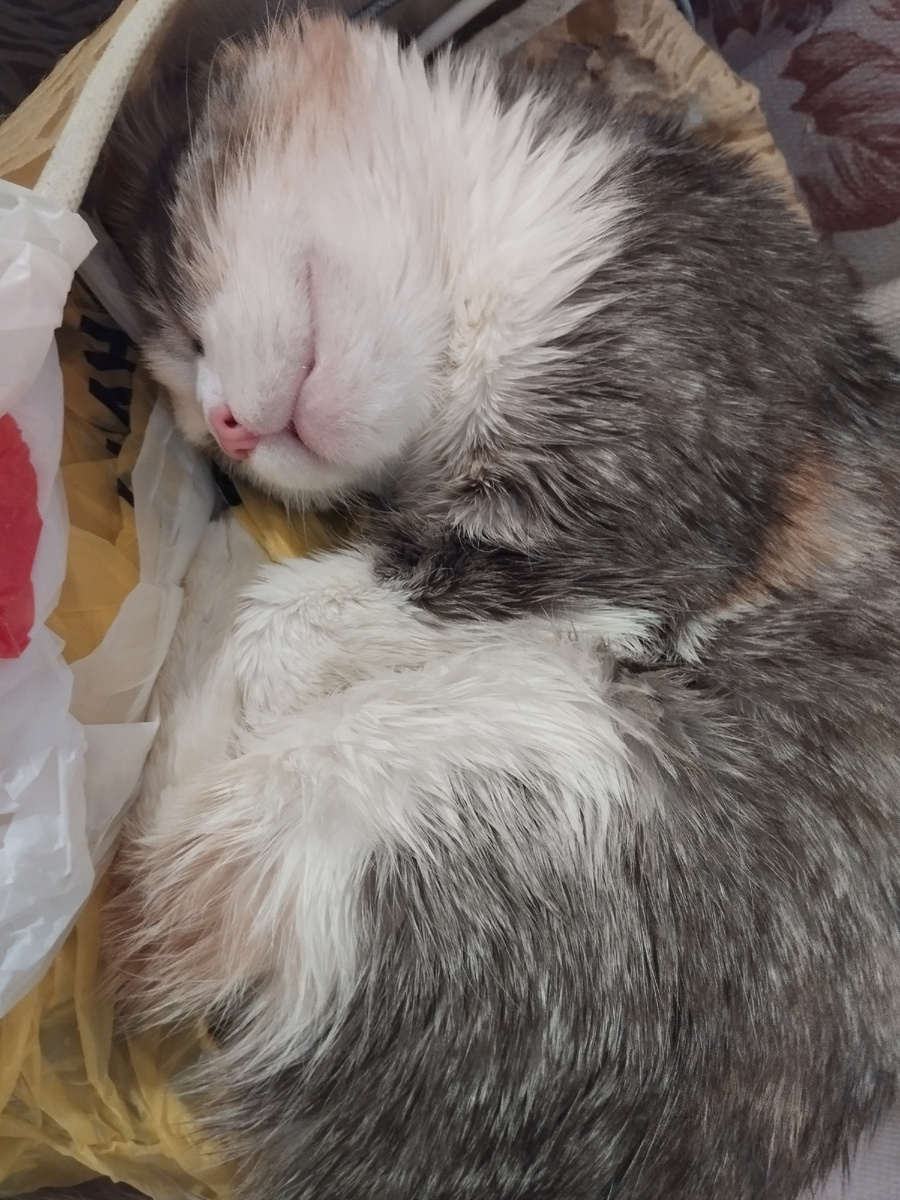 Киса возжелала лежать на шуршащем пакете.