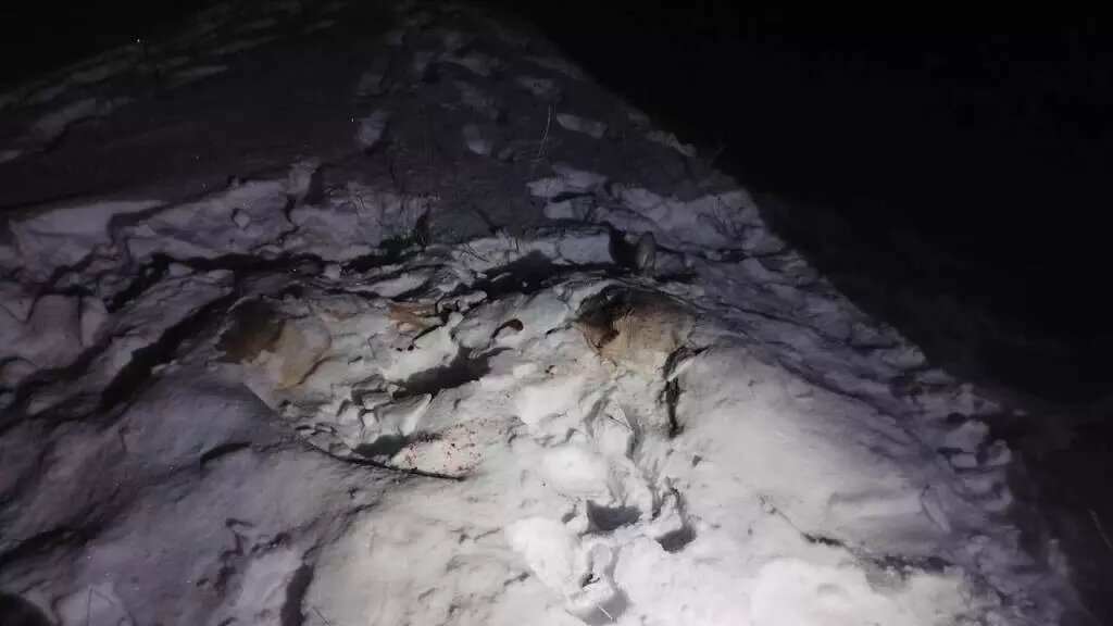     Источник: пресс-служба ГУ МВД по Челябинской области