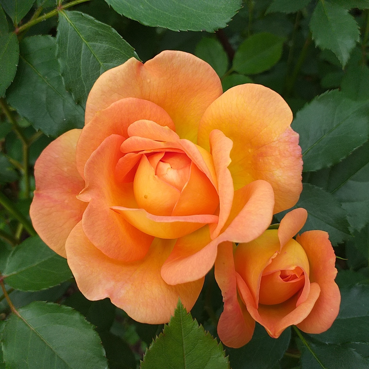 роза Леди оф Шалот, фото автора