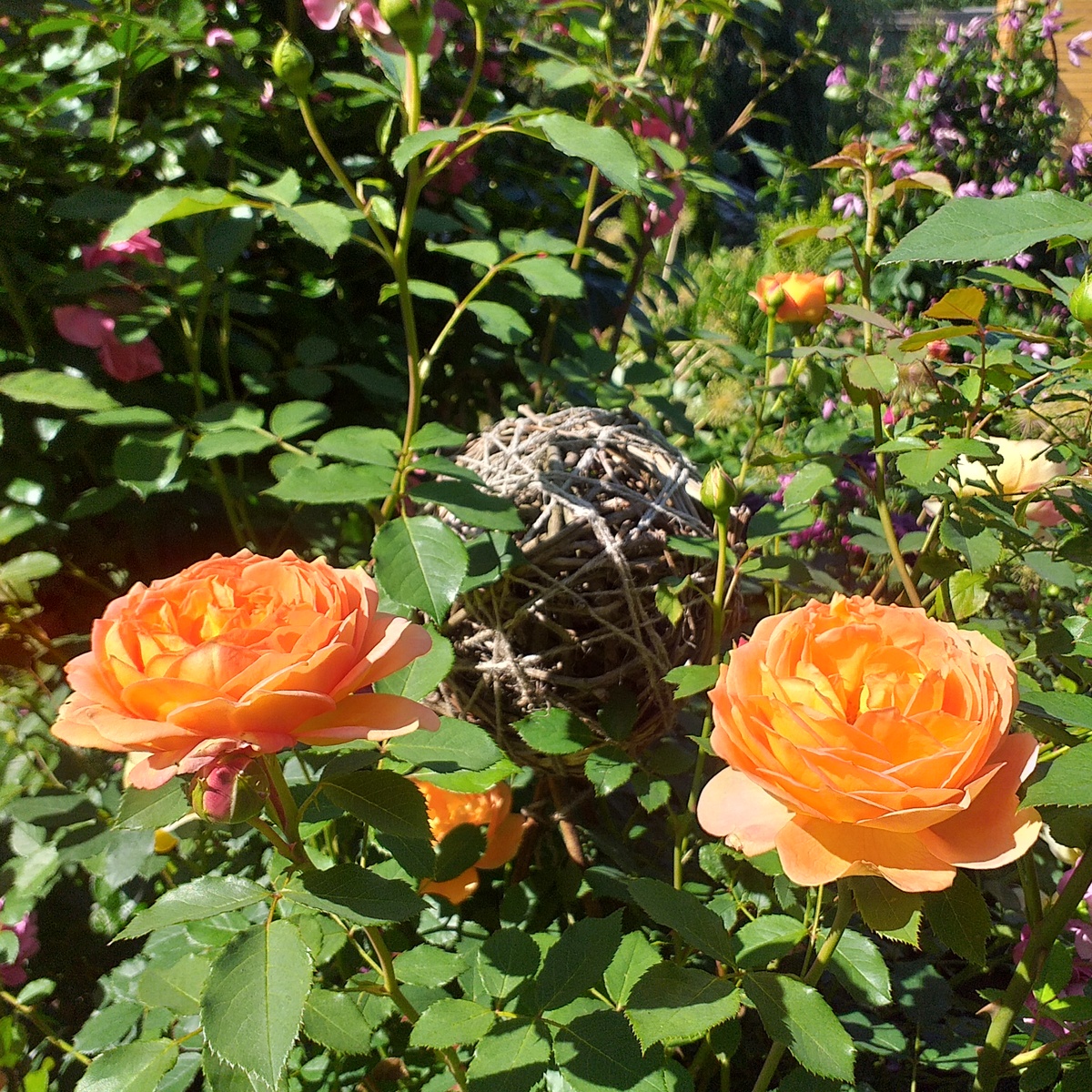 роза Леди оф Шалот, фото автора