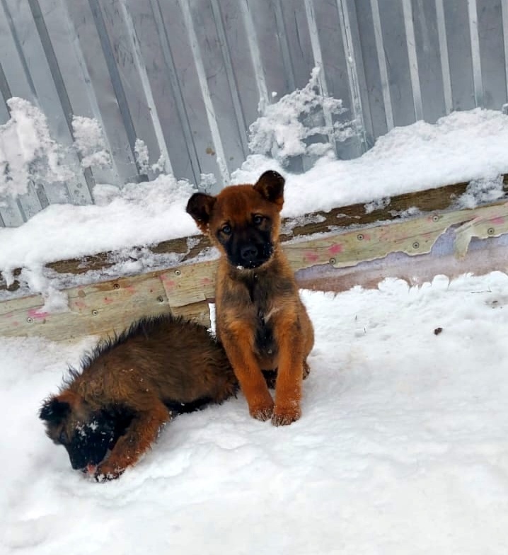 Вот такие малыши выживали на улице с помощью добрых людей