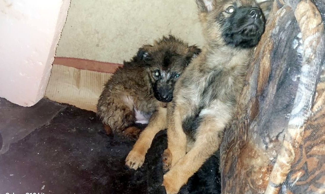 У кого не дрогнет сердце при виде этих крох?