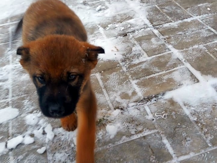 Извилистый путь счастья для 3 щенков. Новогодние чудеса