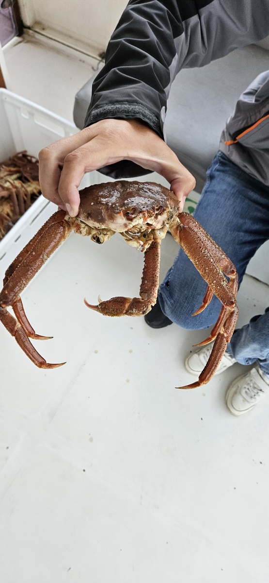 Морская прогулка, Тихий океан, крабы, 2024г.