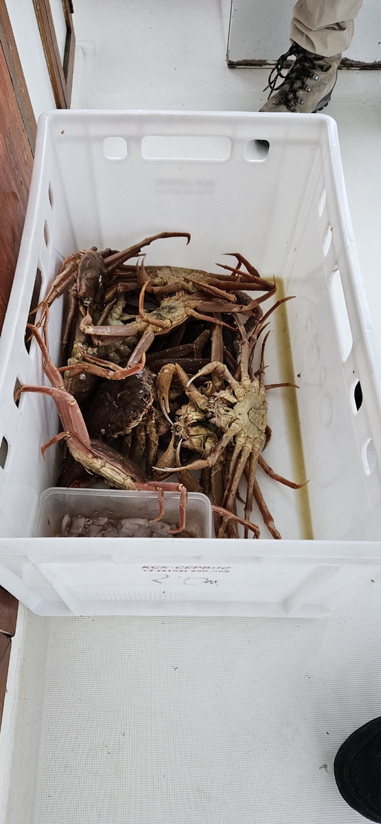 Морская прогулка, Тихий океан, крабы, 2024г.