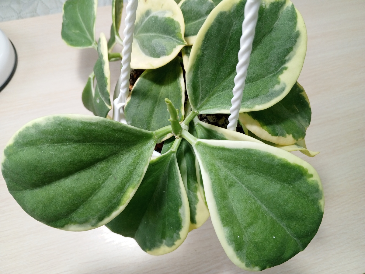 H.pachyclada albomarginata