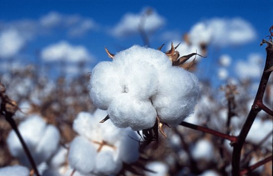 На картинке изображен хлопчатник.