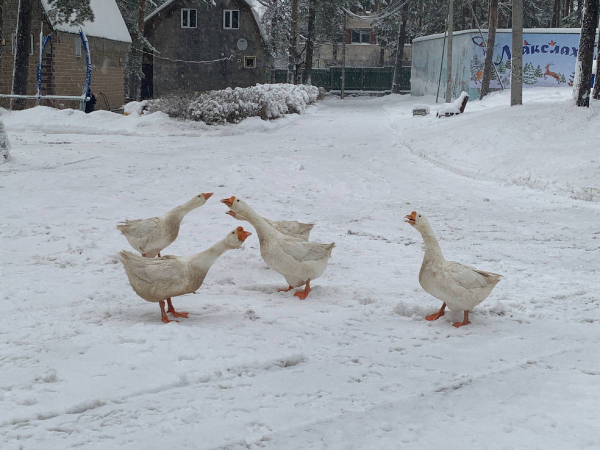 гуси пытались напасть на авторшу. Главаря у них звать Мартином