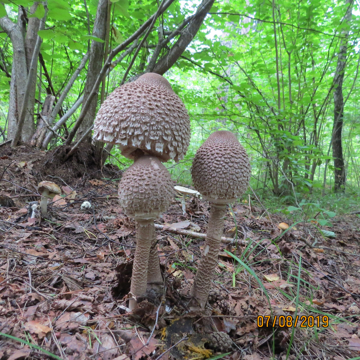 Фото 1. зонтик оливьери (Chlorophyllum olivieri)