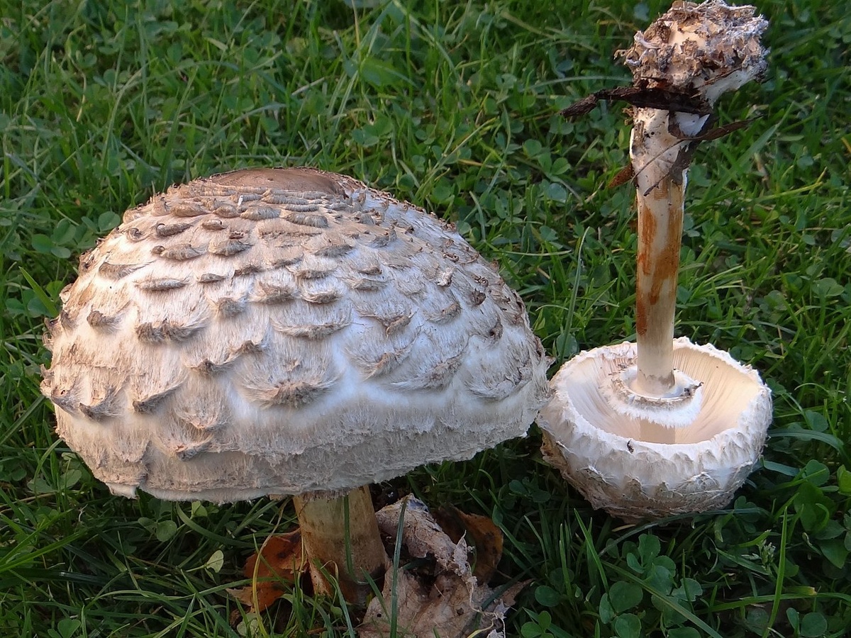 Фото 2. зонтик краснеющий, раходес (Chlorophyllum rhacodes),