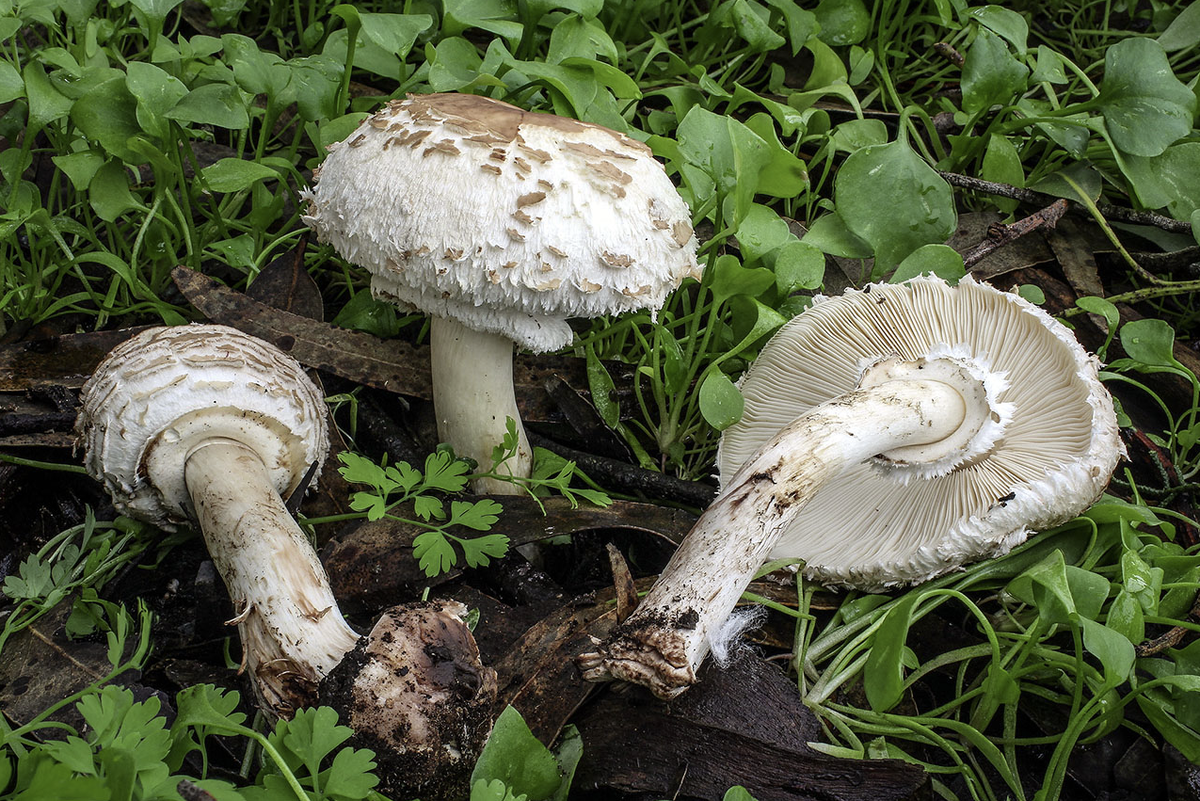 Фото 3. зонтик темно-бурый, брюннеум (Chlorophyllum brunneum)