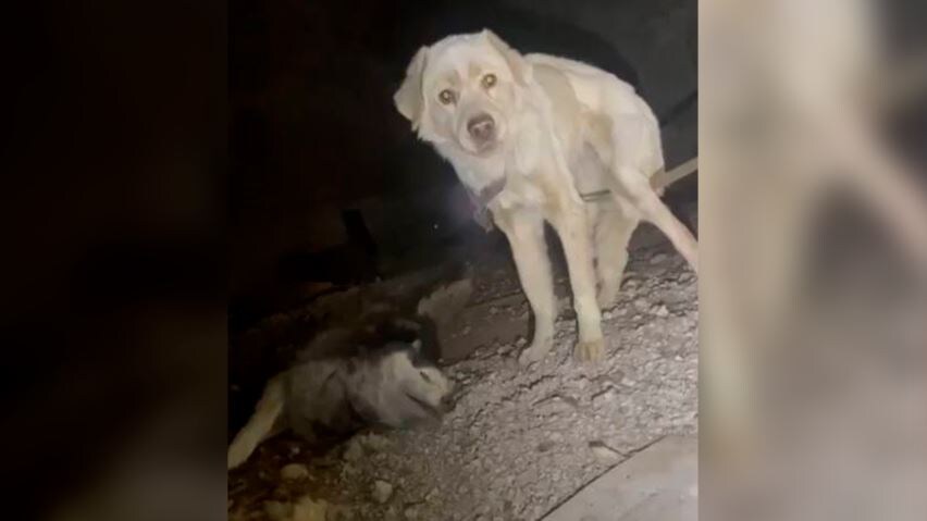     Красноярские волонтеры спасли запертых в гараже без еды и воды собак