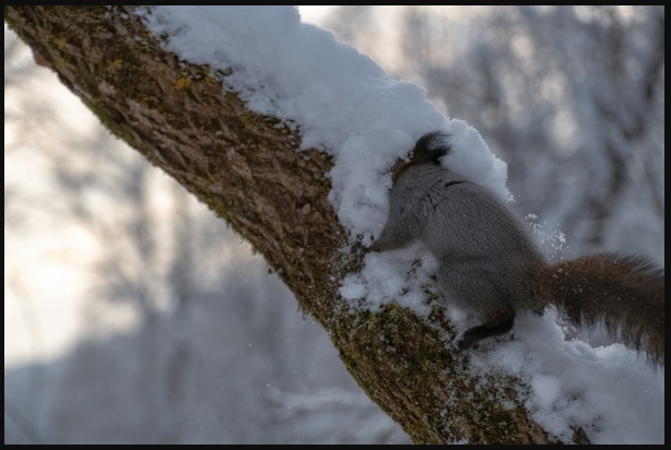 яндекс картинки