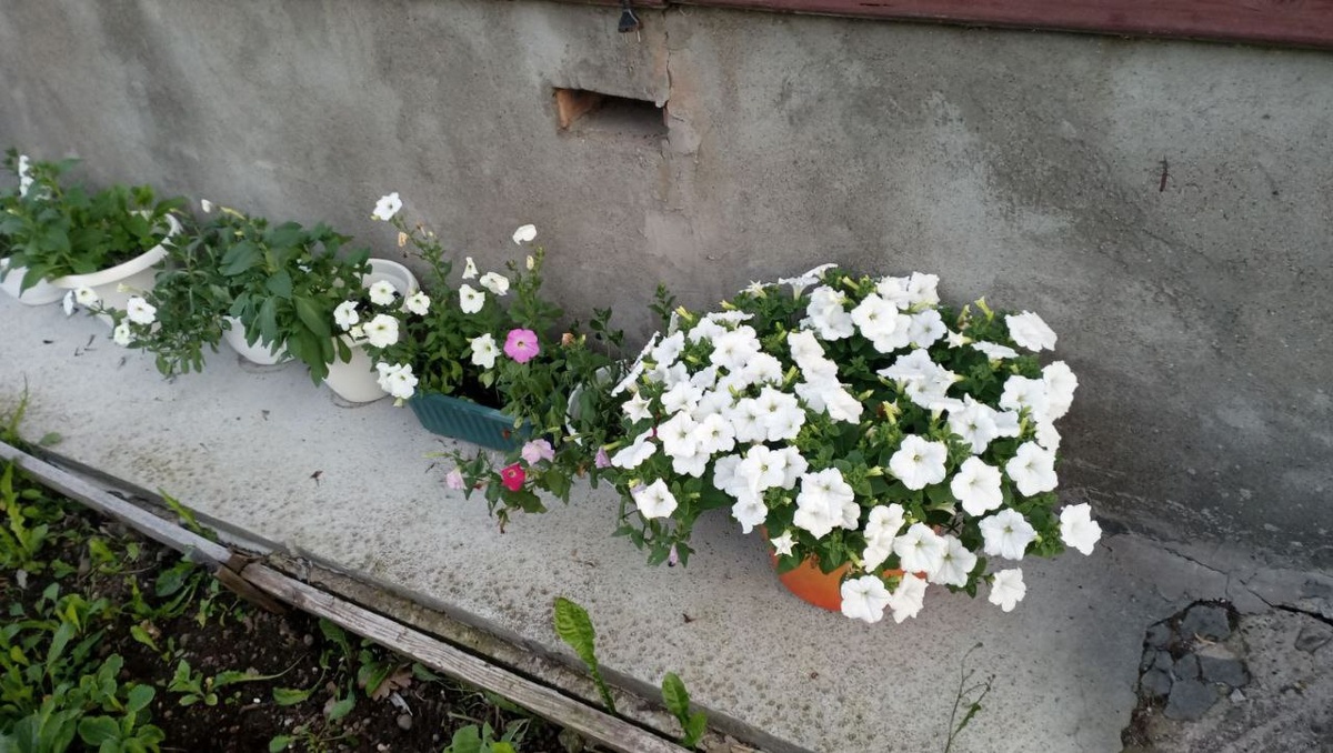 Справа мой куст петуньи в рыжем ведре, слева в горшках бабушкина рассада. 