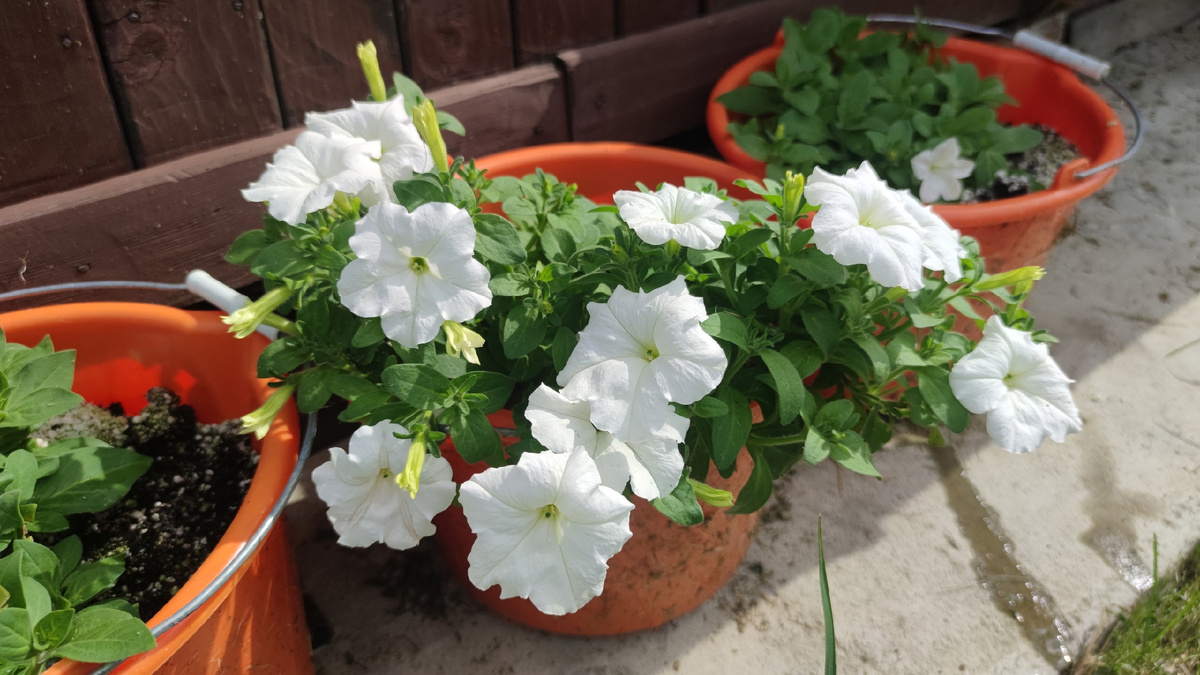 Спустя неделю после высадки рассады. Бутоны с ладонь