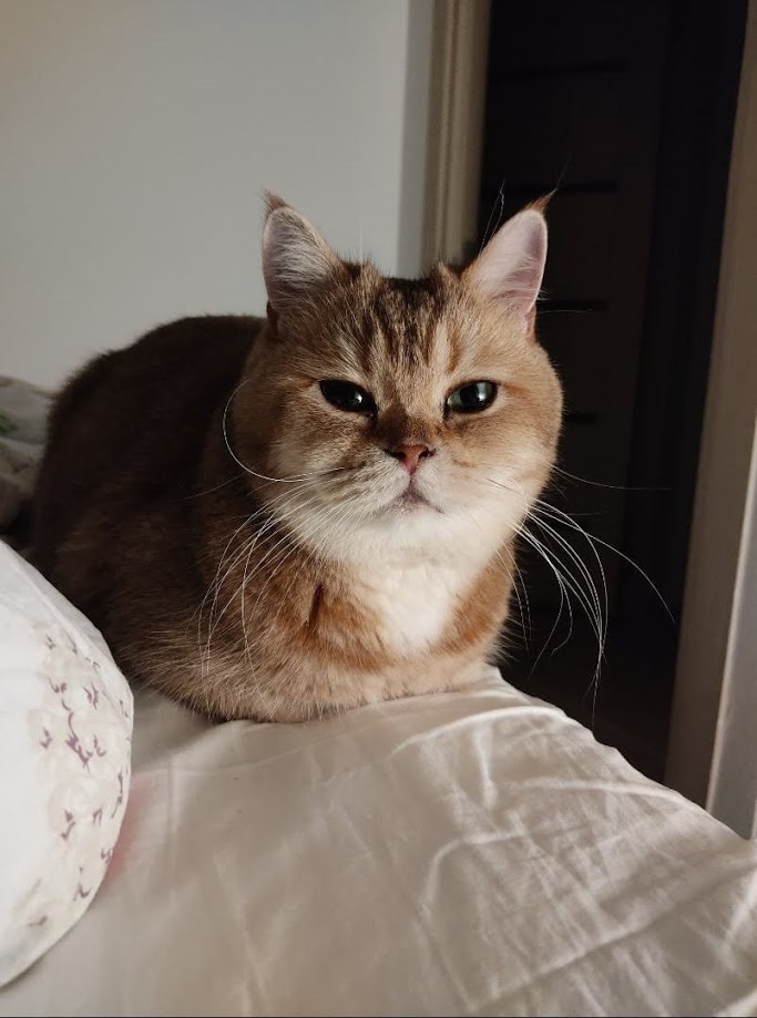 Я слежу за тобой из любой точки квартиры