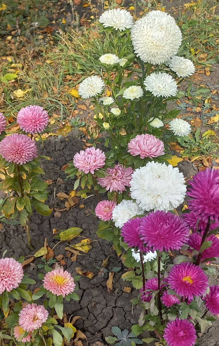 Астры, спасенные от полуденного солнца.