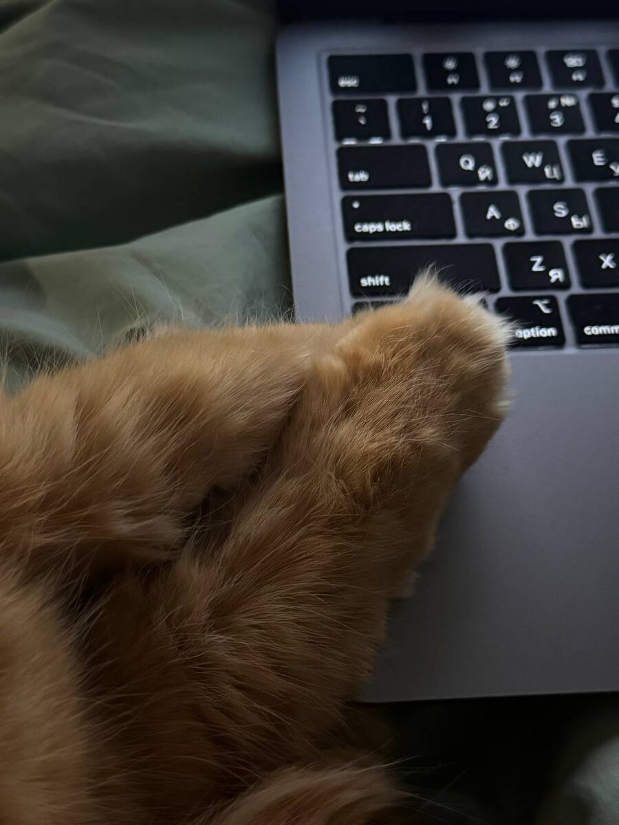 Мы с кошкой живём вместе уже семь лет, но я каждый раз удивляюсь этому пушистому созданию, её мягким умильным лапкам. Кошка приходит ко мне, когда я что-нибудь делаю в ноутбуке, садится рядом, важно вытягивает свои рыжие лапки и внимательно смотрит в экран, будто что-то понимает. Милота.