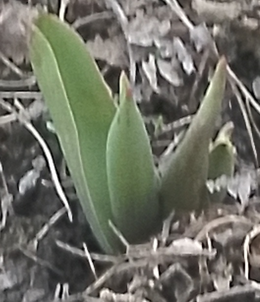 Тюльпаны. Фото автора