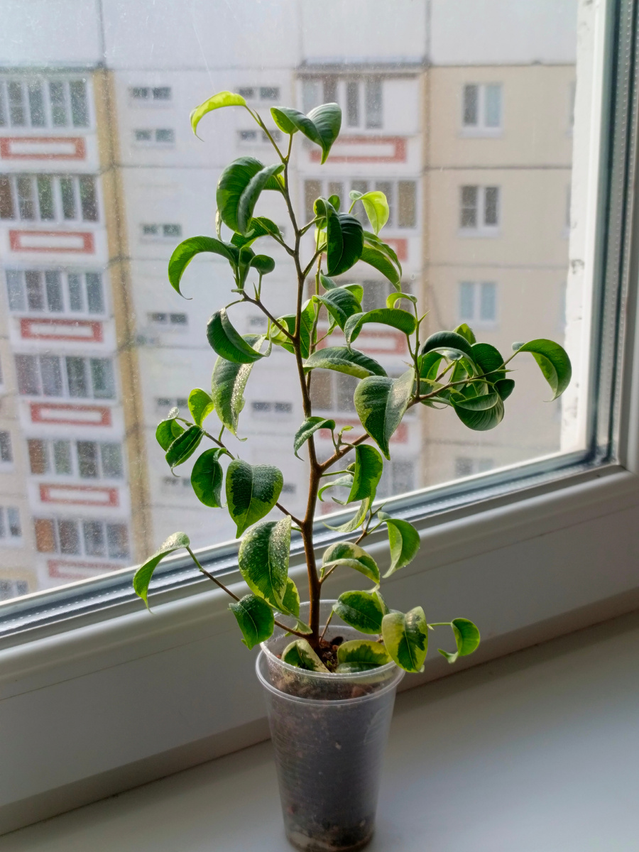 Прибавление в семье.