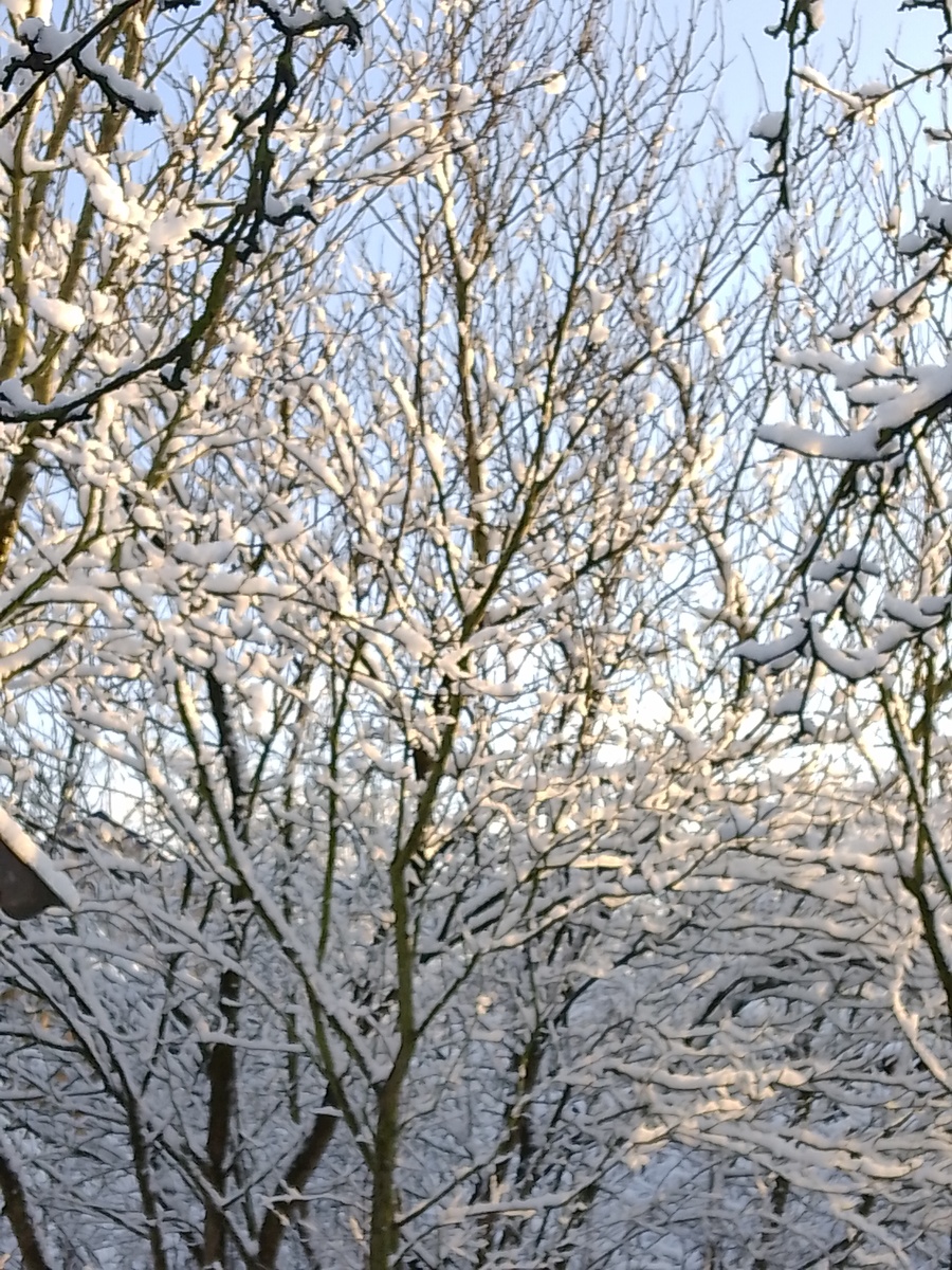 Снег лежит на ветвях ещё ни осыпался совсем. Дождался вечера. 