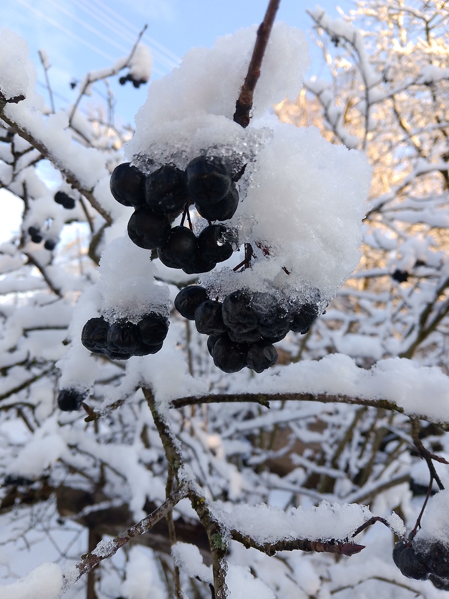 Черноплодная рябина  виднеется через проталины снега но ещё январь
