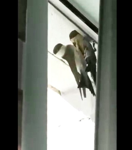 Стрижи на моем окне в 5 утра(((!!!