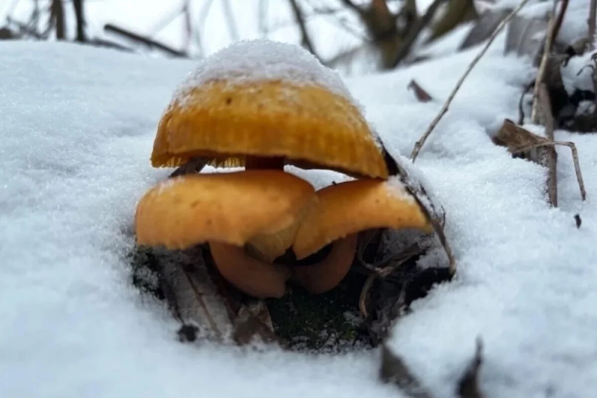    Пир во время зимы.