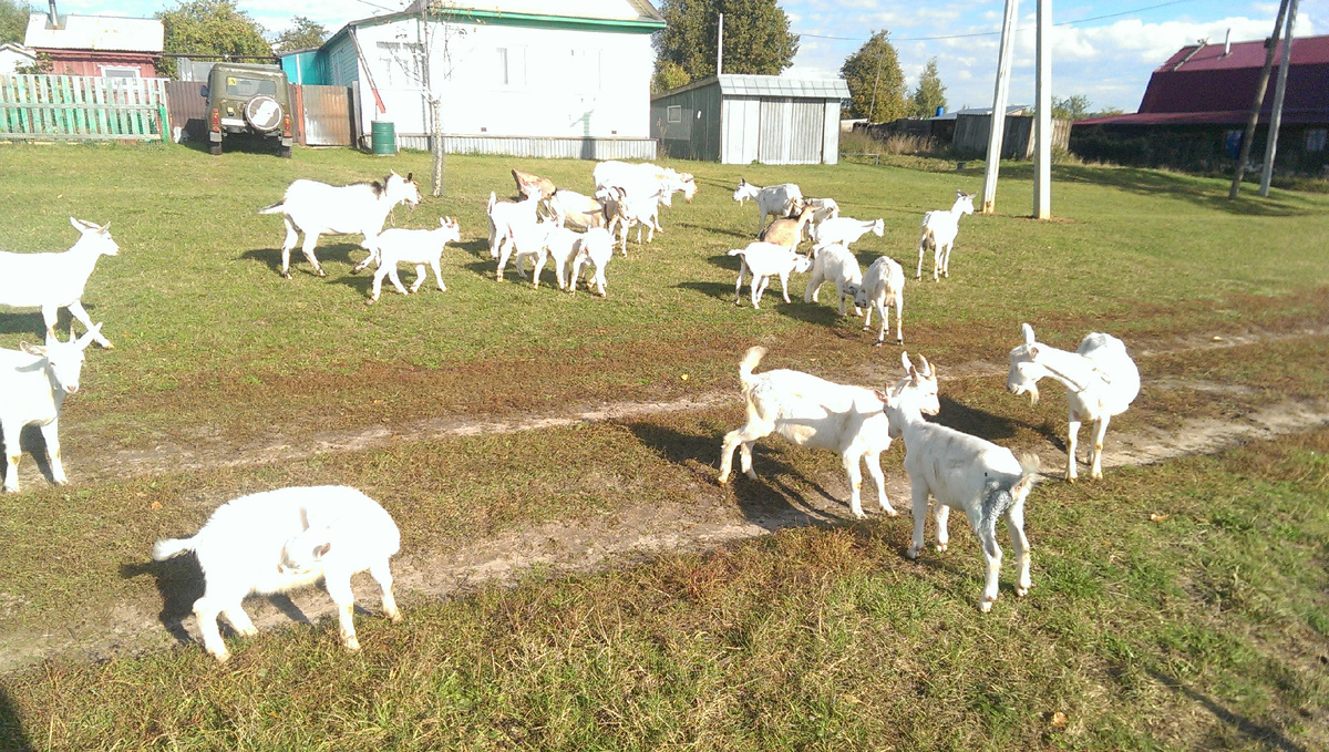 моё расрастающееся стадо...