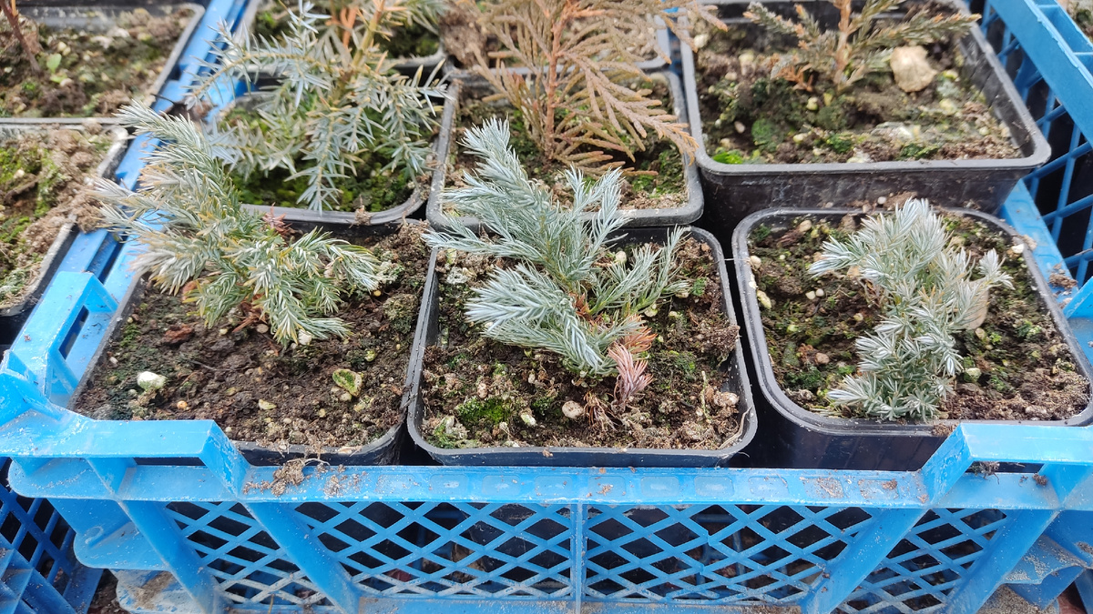 2. Укорененные черенки хвойных