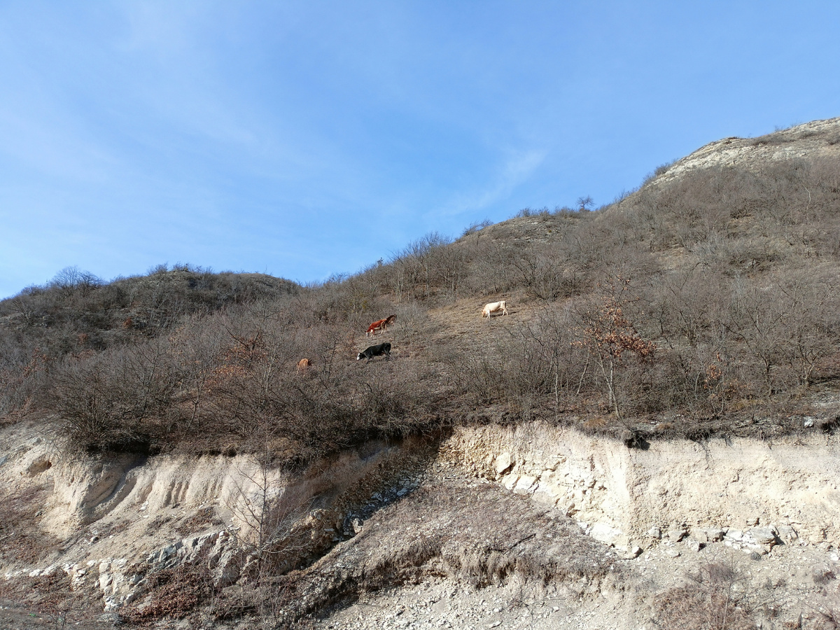 Фото автора: коровы пасутся  на горном склоне, между кустов (Дагестан, январь 2024)